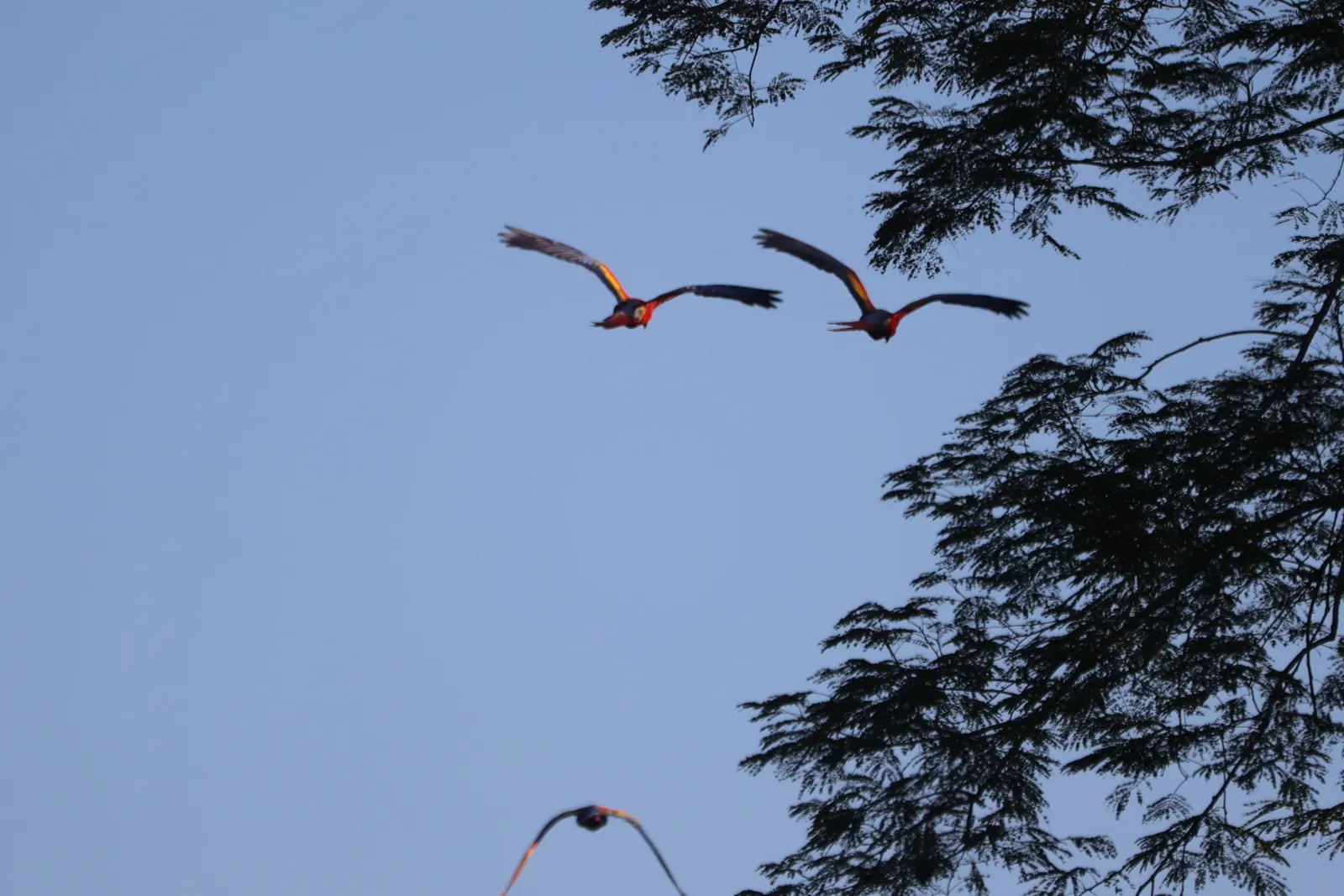 Scarlet macaws in flight, Costa Rica